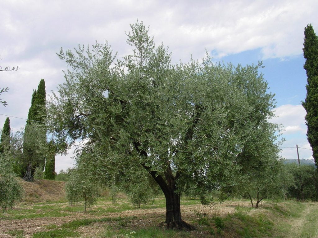 Exploitation oléicole Poggioriotto à Puegnago sur le lac de Garde