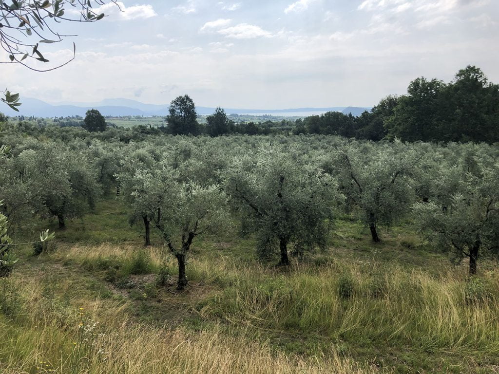 Champs d'oliviers par Simon Albanese de l'exploitation agricole Poggioriotto