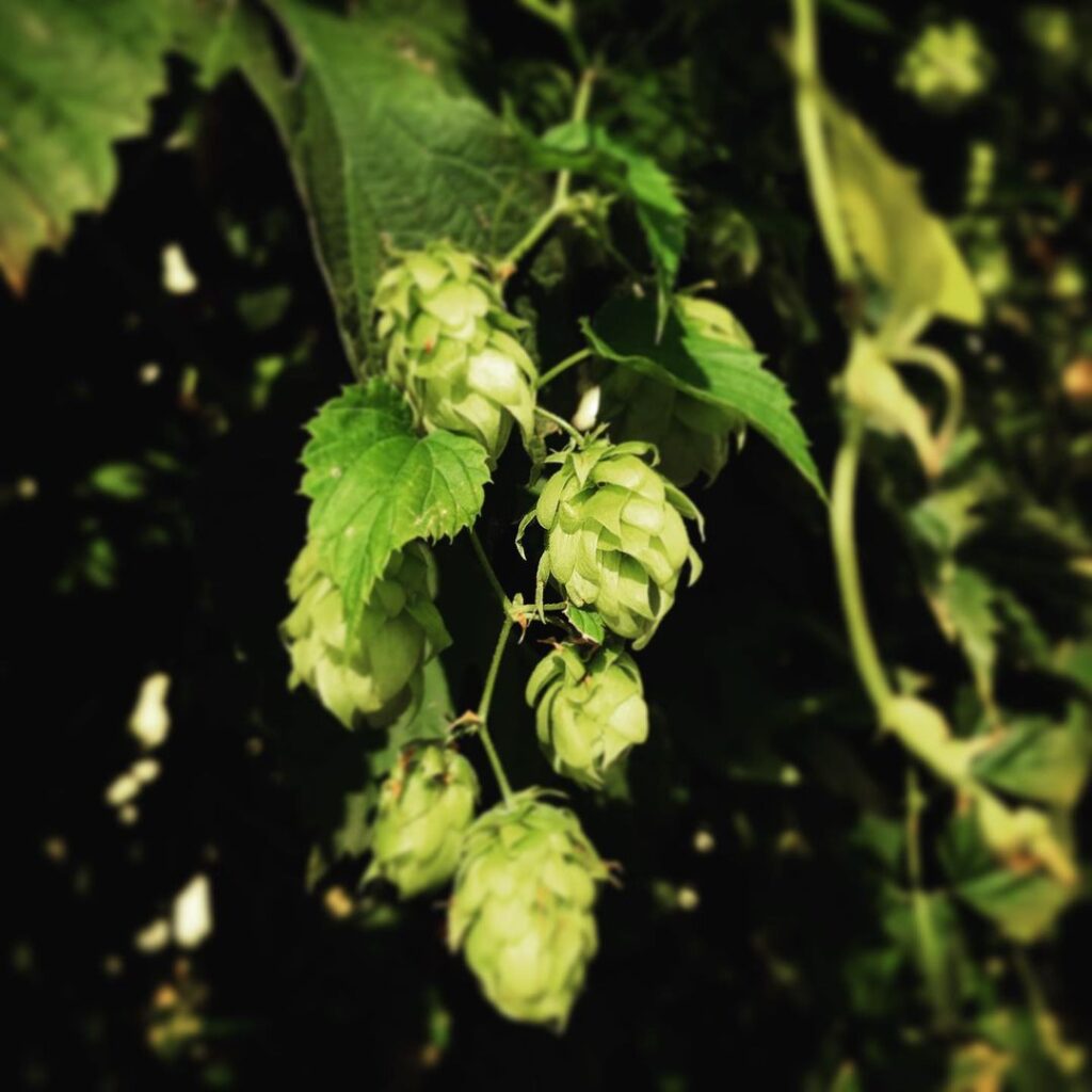 Le houblon de la brasserie Felice cultivé sur le lac de Garde pour la production locale de bière