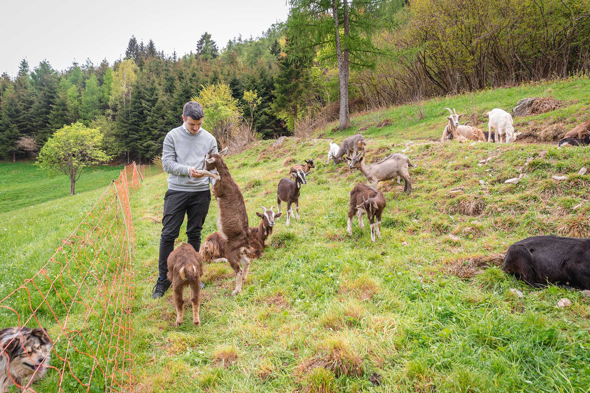 Wo Ziegenkäse gemacht wird: das Zeichen der Brescianer Berge